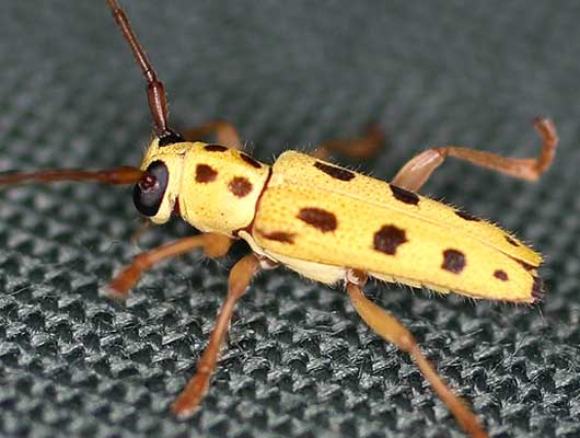 オキナワモンキカミキリ