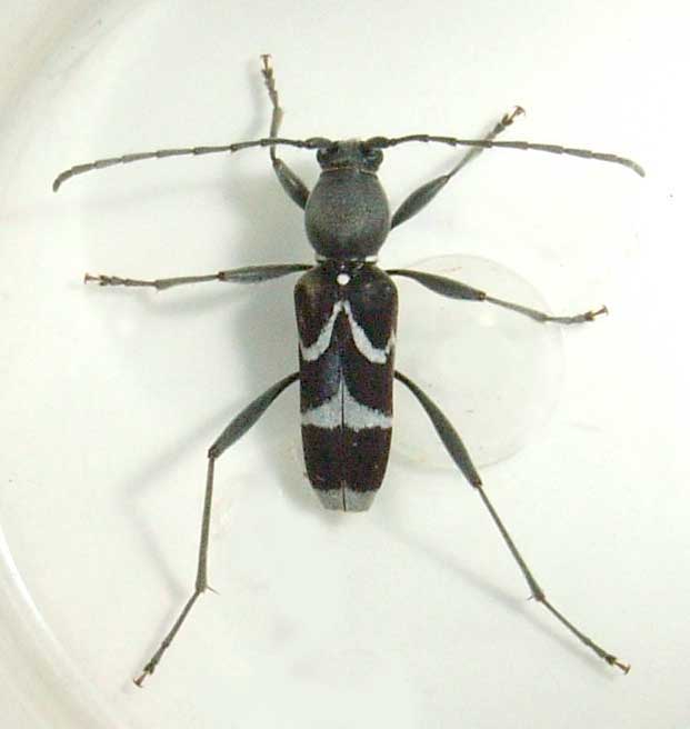 オキナワトゲヒゲトラカミキリ