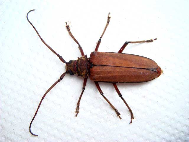 アマミトゲウスバカミキリ沖縄島亜種