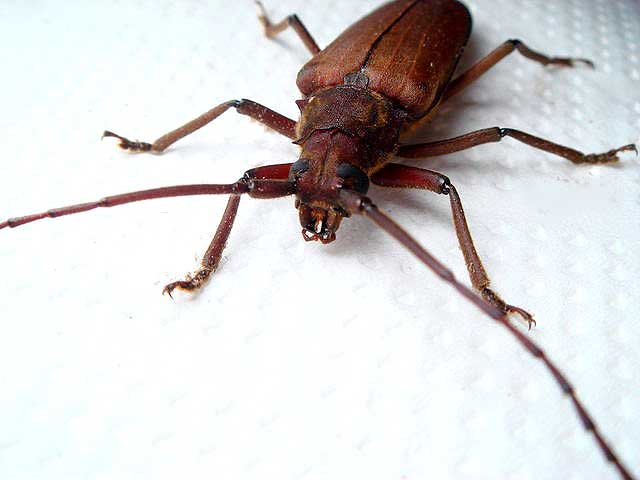 アマミトゲウスバカミキリ沖縄島亜種