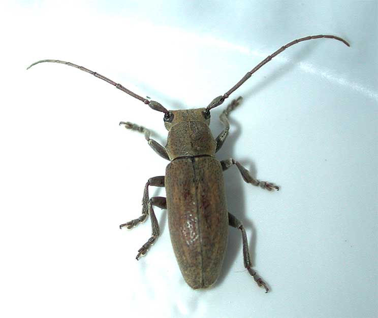 オキナワウスアヤカミキリ