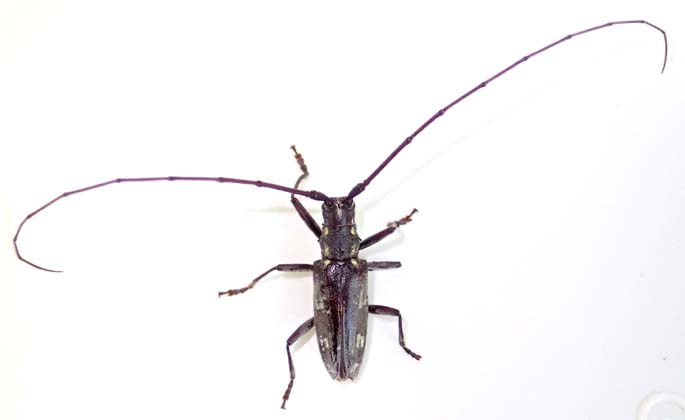 オキノエラブキボシカミキリ