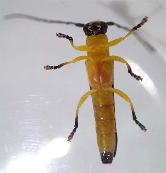 オキノエラブリンゴカミキリ