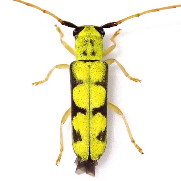 オニグルミノキモンカミキリ