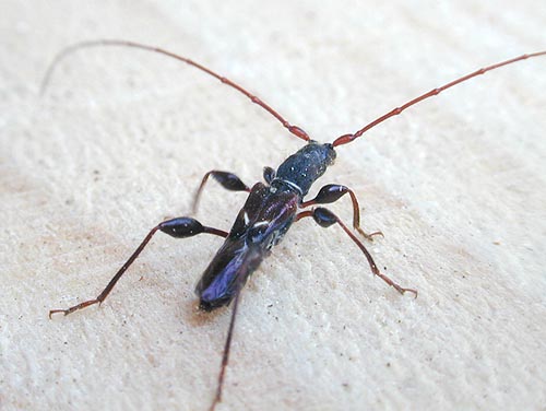 オニヒゲナガコバネカミキリ