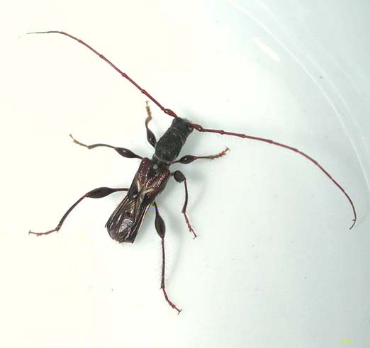 オニヒゲナガコバネカミキリ