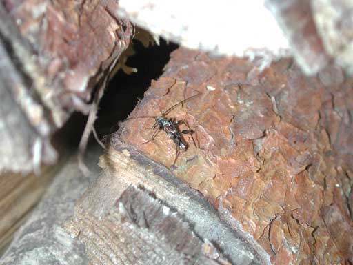 オニヒゲナガコバネカミキリ