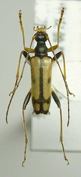 オオバヤシヒメハナカミキリ