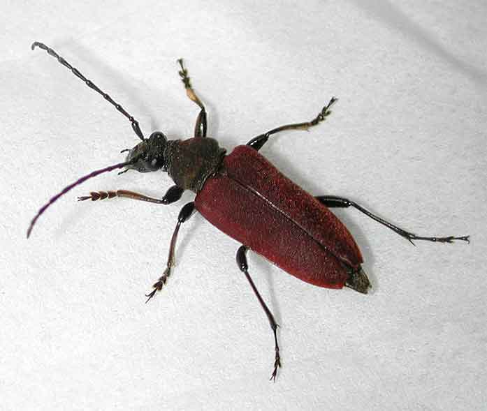 オオハナカミキリ