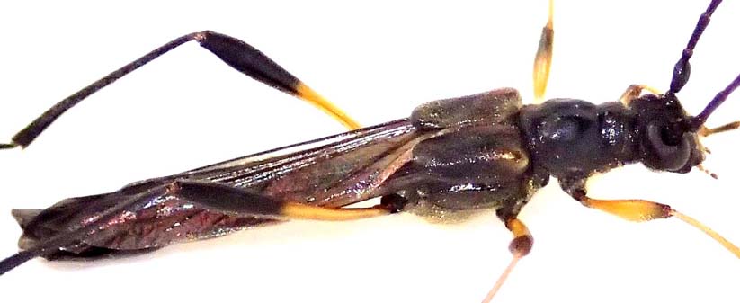 オオホソコバネカミキリ