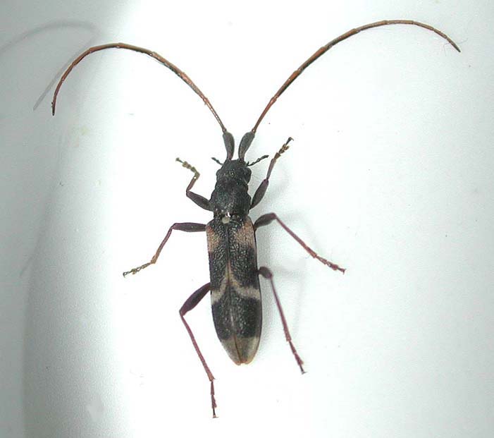 オオクボカミキリ