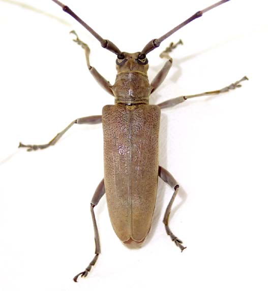 オオシマビロウドカミキリ