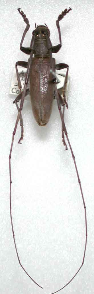 オオシマビロウドカミキリ