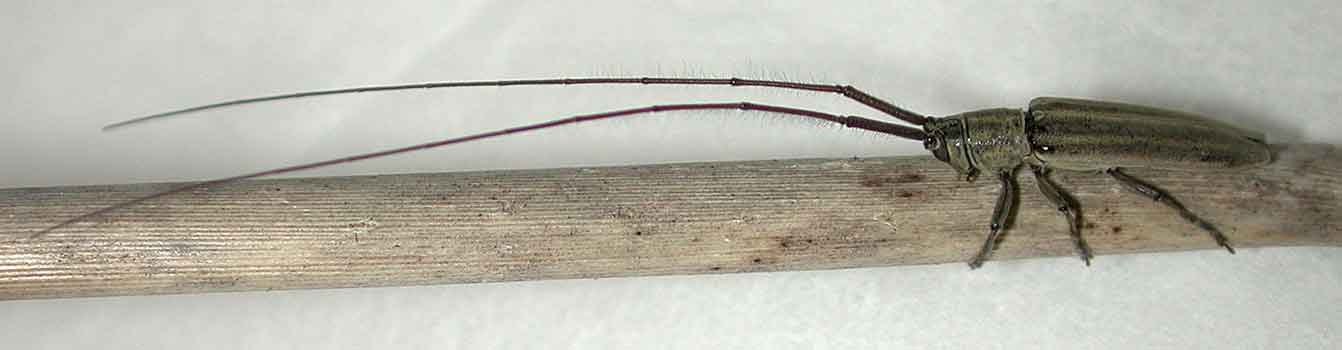 オオシマドウボソカミキリ