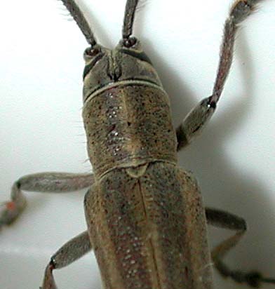 オオシマドウボソカミキリ