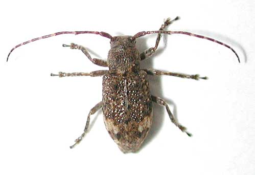 オオシマハネナシサビカミキリ