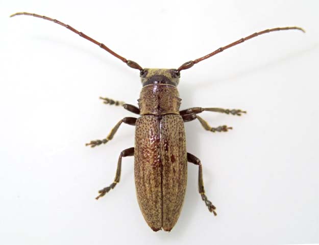 オオシマウスアヤカミキリ