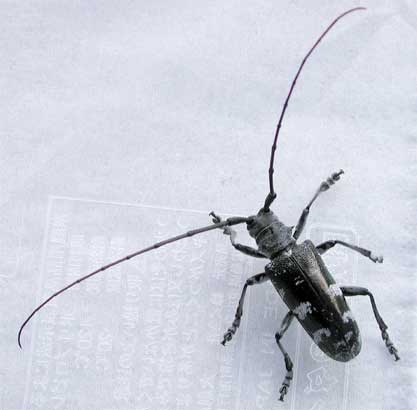 オオスミヒゲナガカミキリ