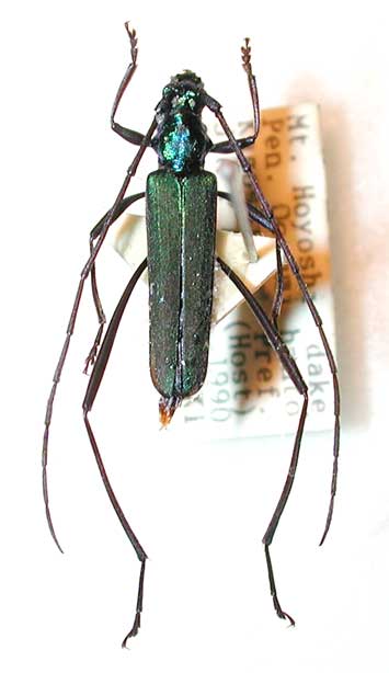 オオスミミドリカミキリ