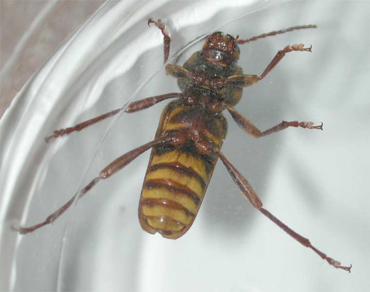 オオトラカミキリ