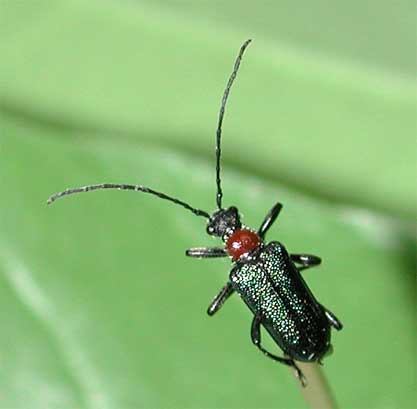 �I�g���N�r�A�J�n�i�J�~�L��