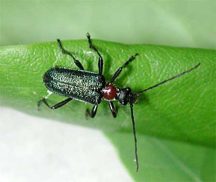 �I�g���N�r�A�J�n�i�J�~�L��