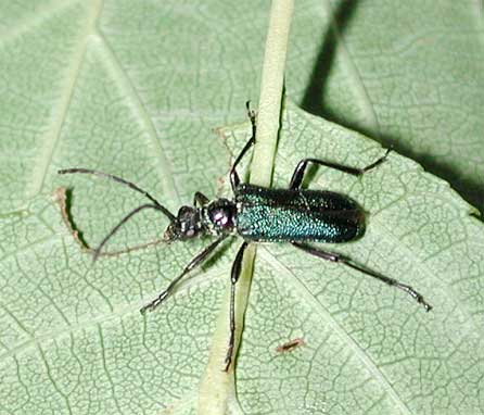 �I�g���N�r�A�J�n�i�J�~�L��