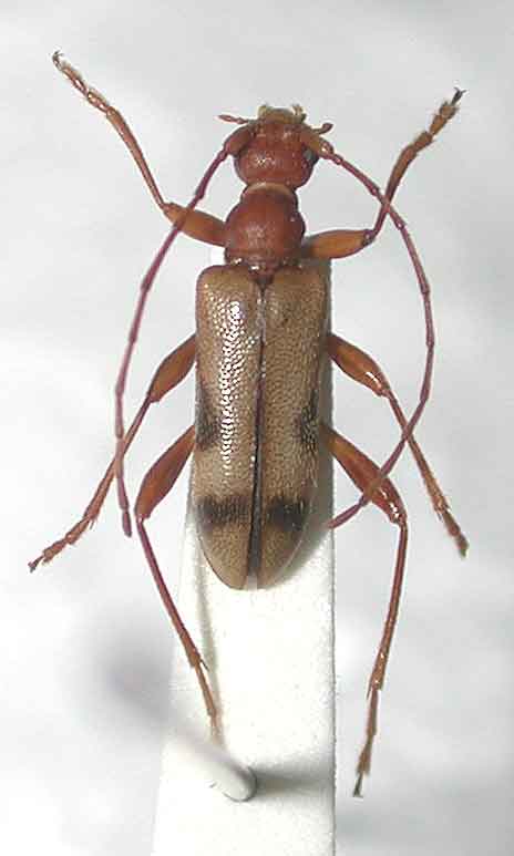 オヤマヒメハナカミキリ