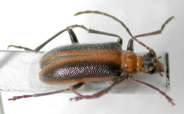 ピックニセハムシハナカミキリ