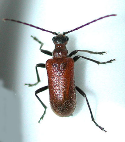 アカイロニセハムシハナカミキリ