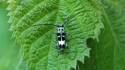 ラミーカミキリ