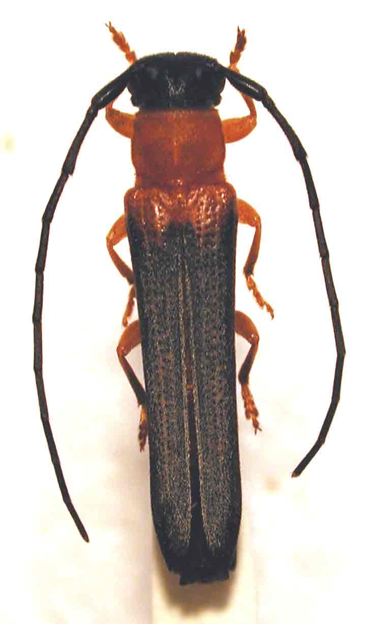 リンゴカミキリ