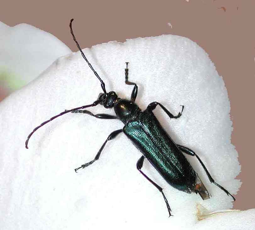 ルリハナカミキリ