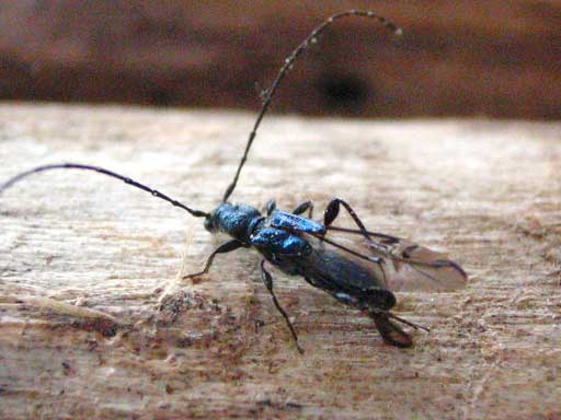 ルリヒゲナガコバネカミキリ