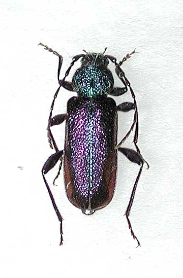 ルリヒラタカミキリ