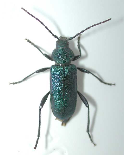 ルリヒラタカミキリ