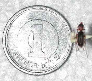 ムネアカメダカカミキリ対馬・朝鮮半島亜種