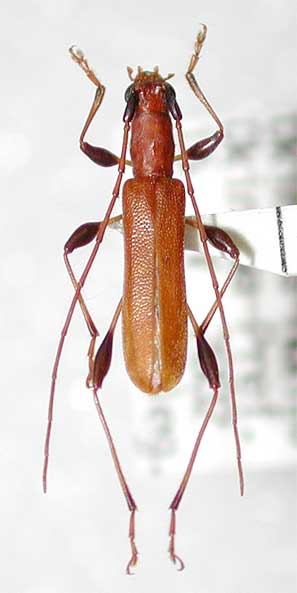 リュウキュウアメイロカミキリ