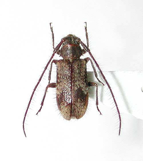 リュウキュウクモガタケシカミキリ