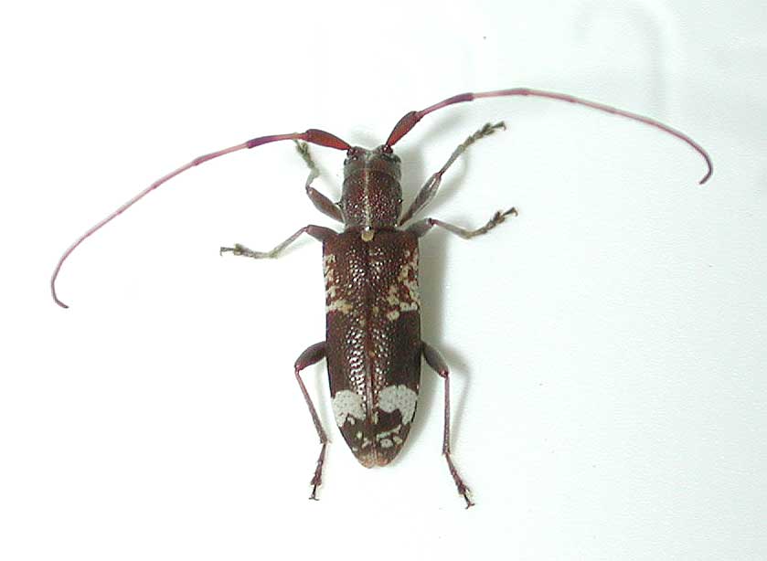 リュウキュウクリイロシラホシカミキリ