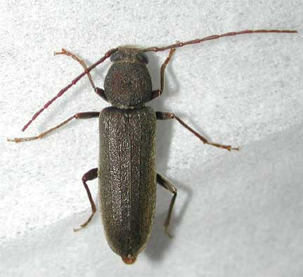 リュウキュウムナクボカミキリ