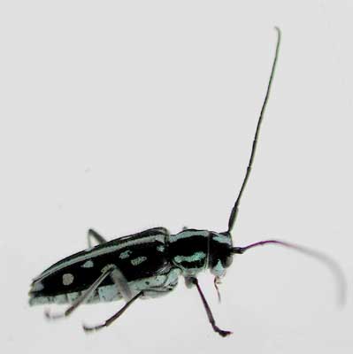 リュウキュウルリボシカミキリ