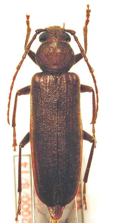 オオクロカミキリ