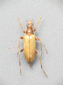 サドチャイロヒメハナカミキリ