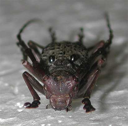 サドコブヤハズカミキリ