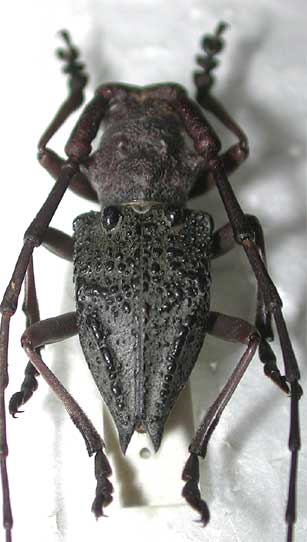 サドコブヤハズカミキリ