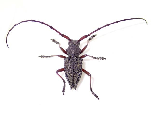 サドコブヤハズカミキリ