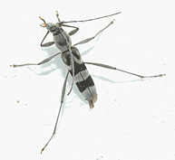 サキシマトゲヒゲトラカミキリ