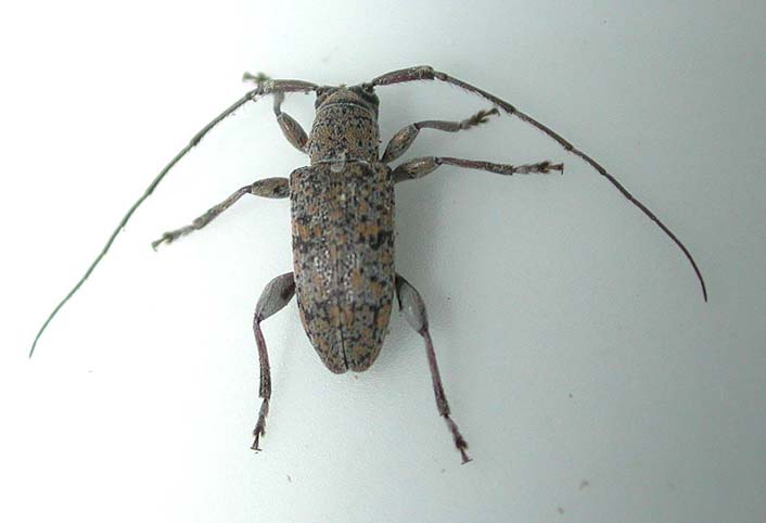 サキシマトゲムネカミキリ