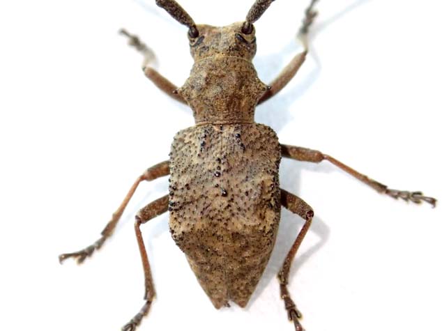 サヌキセダカコブヤハズカミキリ